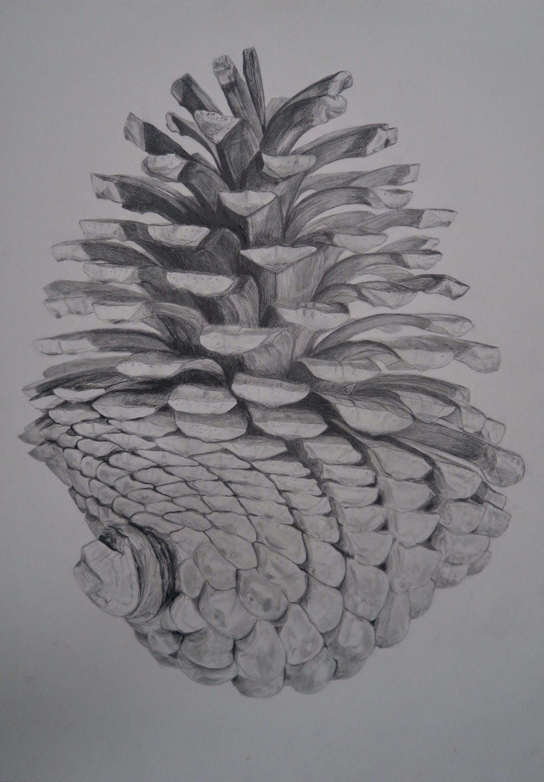 Drawing of Pinecone by Niko Dujmovic